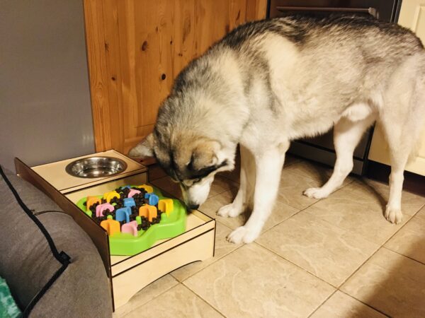 Lemmiklooma söögialus keskmise suurusega - Image 3